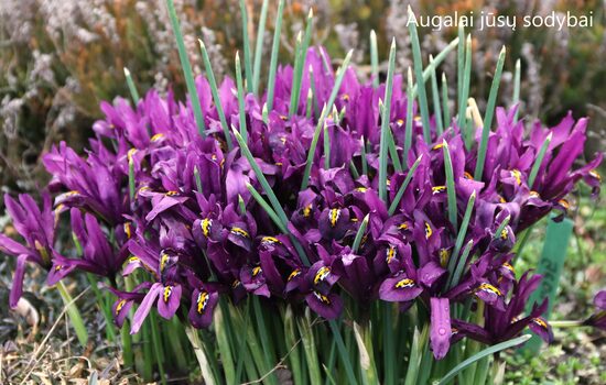 Tinklinis vilkdalgis (Iris reticulata) 'George'